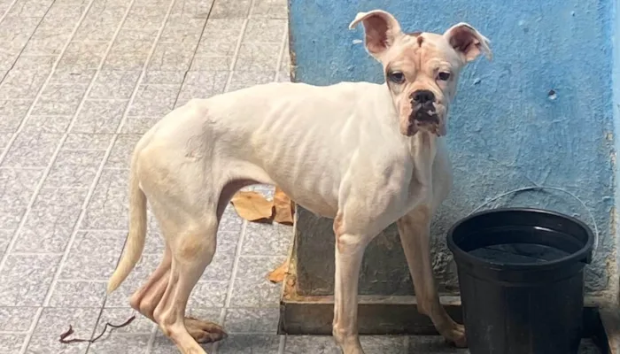 Cachorro ra a Boxer idade 3 anos nome AJUDA URGENTE