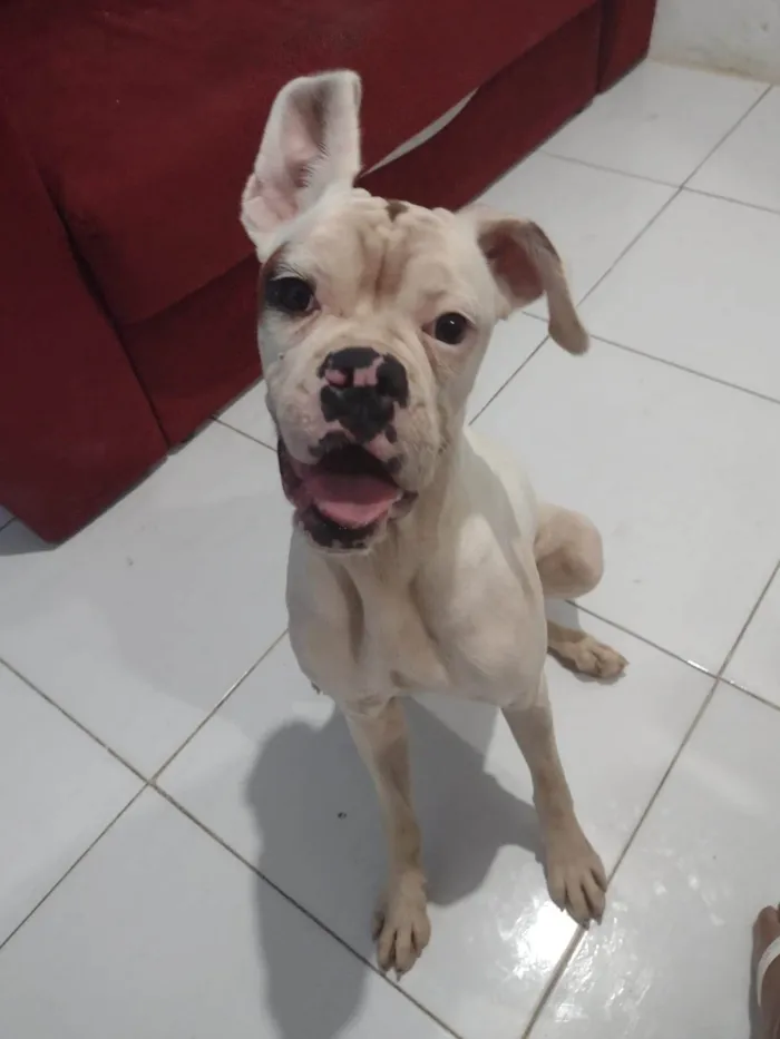 Cachorro ra a Boxer idade 3 anos nome AJUDA URGENTE
