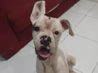 Cachorro raça Boxer idade 3 anos nome AJUDA URGENTE