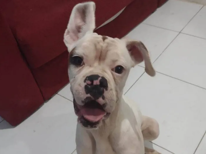 Cachorro ra a Boxer idade 3 anos nome AJUDA URGENTE