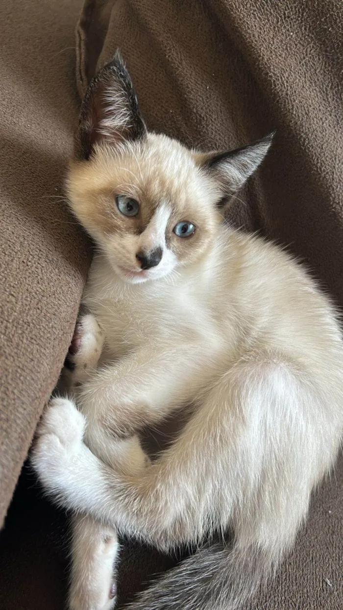 Gato ra a Siamês idade 2 a 6 meses nome Mia 