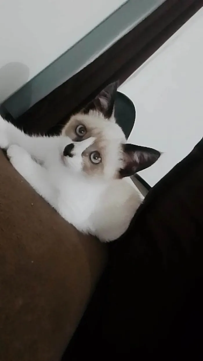Gato ra a Siamês idade 2 a 6 meses nome Mia 