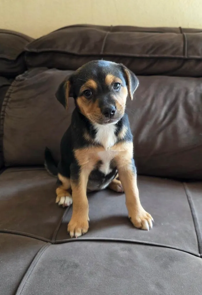 Cachorro ra a SRD-ViraLata idade Abaixo de 2 meses nome Filhote 