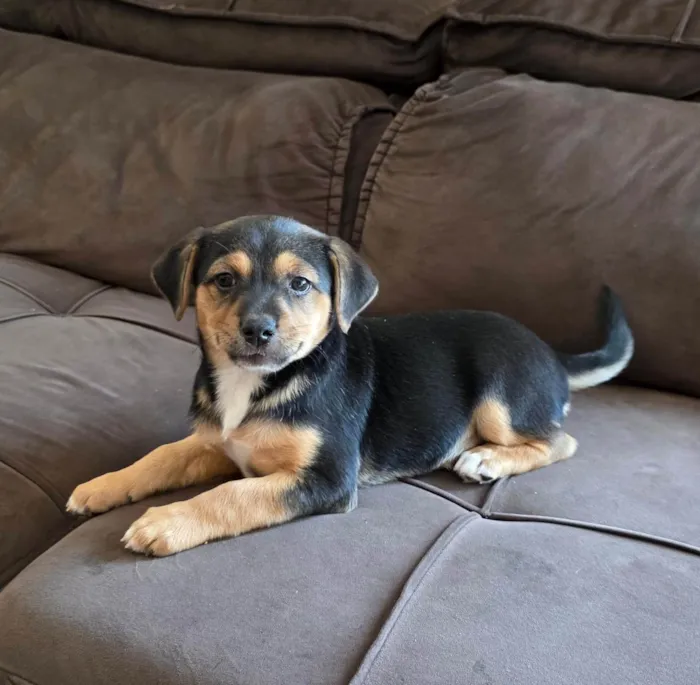 Cachorro ra a SRD-ViraLata idade Abaixo de 2 meses nome Filhote 