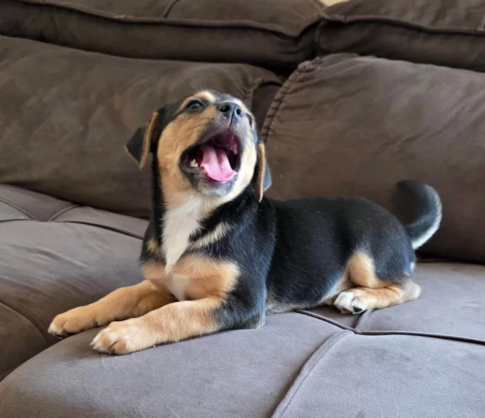 Cachorro ra a SRD-ViraLata idade Abaixo de 2 meses nome Filhote 