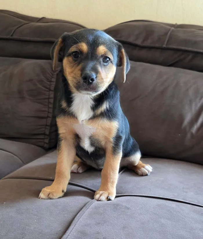 Cachorro ra a SRD-ViraLata idade Abaixo de 2 meses nome Filhote 