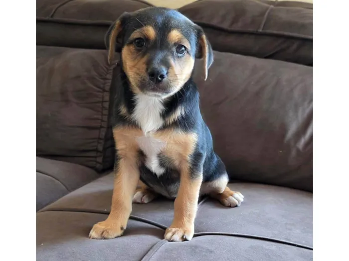 Cachorro ra a SRD-ViraLata idade Abaixo de 2 meses nome Filhote 