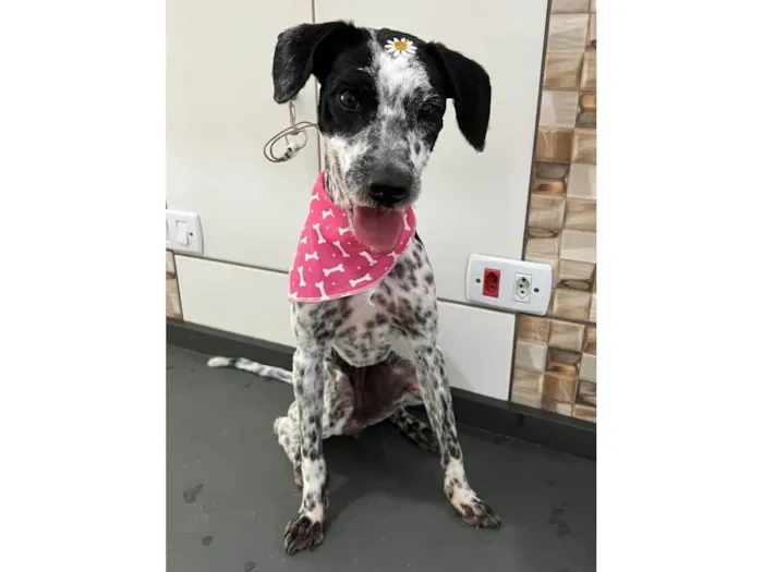 Cachorro ra a SRD-ViraLata idade 1 ano nome Dalila