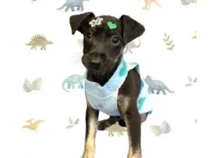 Cachorro raça SRD-ViraLata idade 2 a 6 meses nome Geraldinho