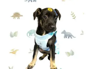 Cachorro ra a SRD-ViraLata idade 2 a 6 meses nome Jorginho