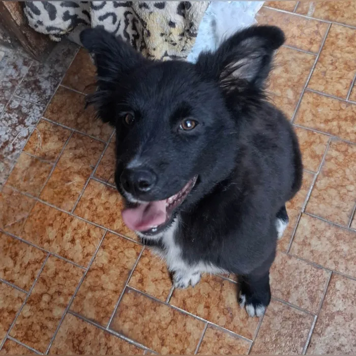 Cachorro ra a SRD-ViraLata idade 2 a 6 meses nome Pimpão 