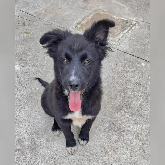 Cachorro ra a SRD-ViraLata idade 2 a 6 meses nome Pimpão 