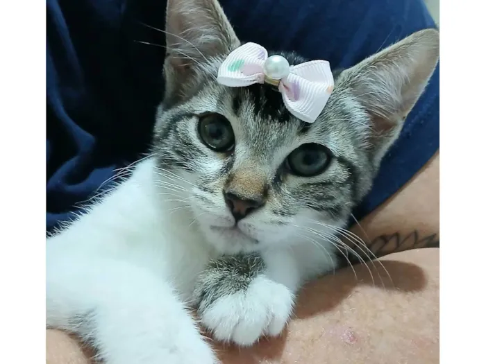 Gato raça SRD-ViraLata idade 2 a 6 meses nome Amora