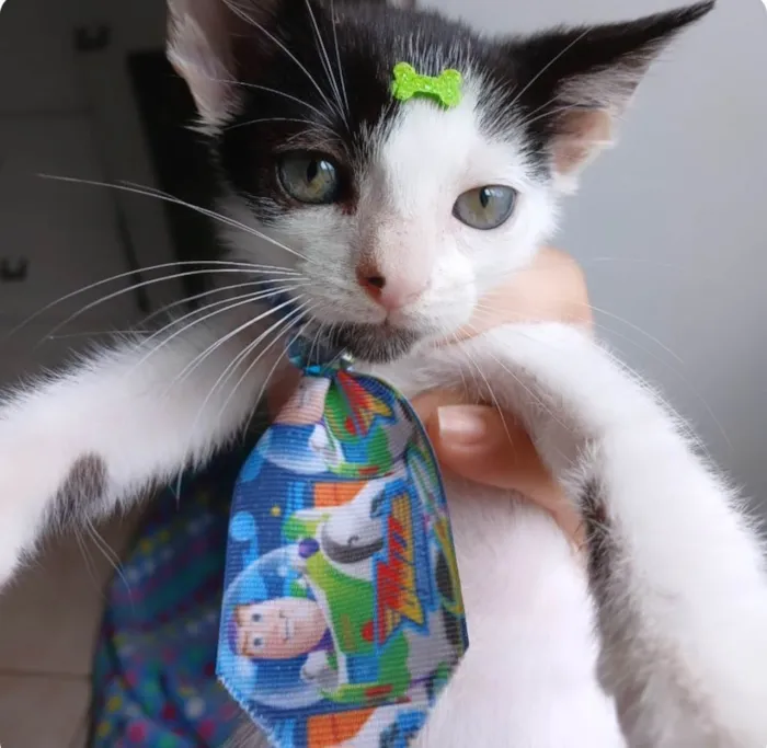 Gato ra a SRD-ViraLata idade 2 a 6 meses nome Luca