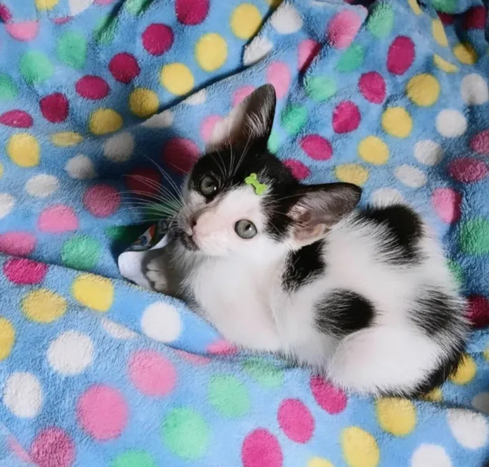 Gato ra a SRD-ViraLata idade 2 a 6 meses nome Luca