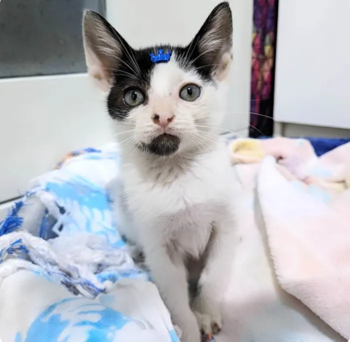 Gato ra a SRD-ViraLata idade 2 a 6 meses nome Luca