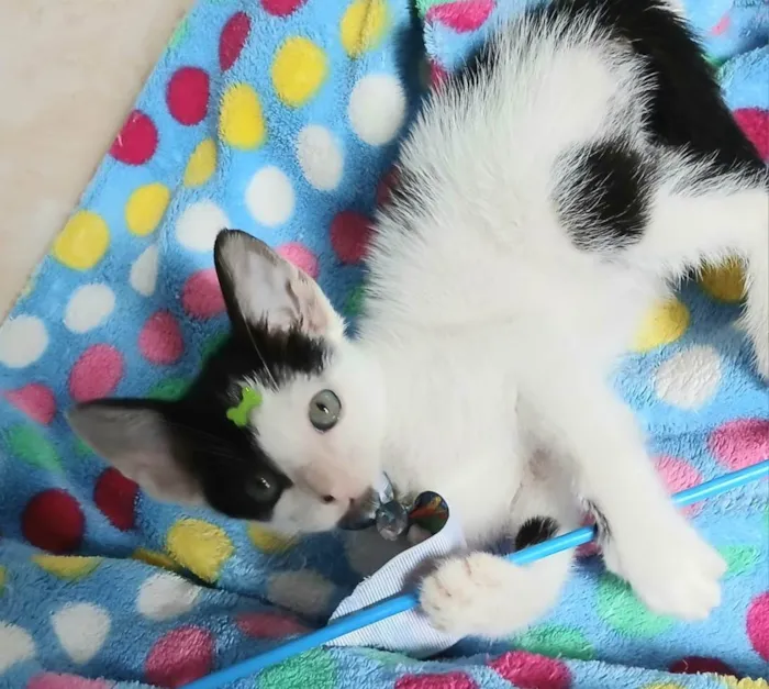 Gato ra a SRD-ViraLata idade 2 a 6 meses nome Luca