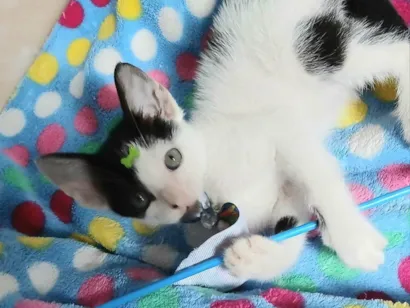 Gato raça SRD-ViraLata idade 2 a 6 meses nome Luca