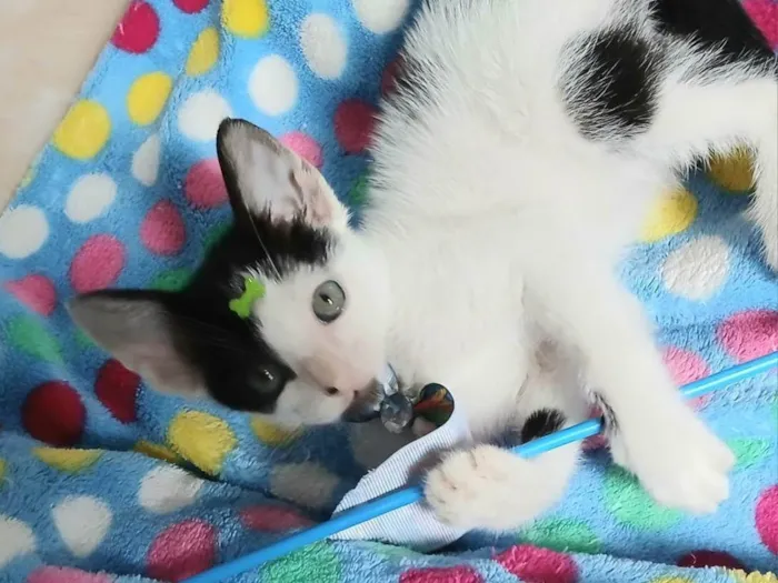 Gato ra a SRD-ViraLata idade 2 a 6 meses nome Luca