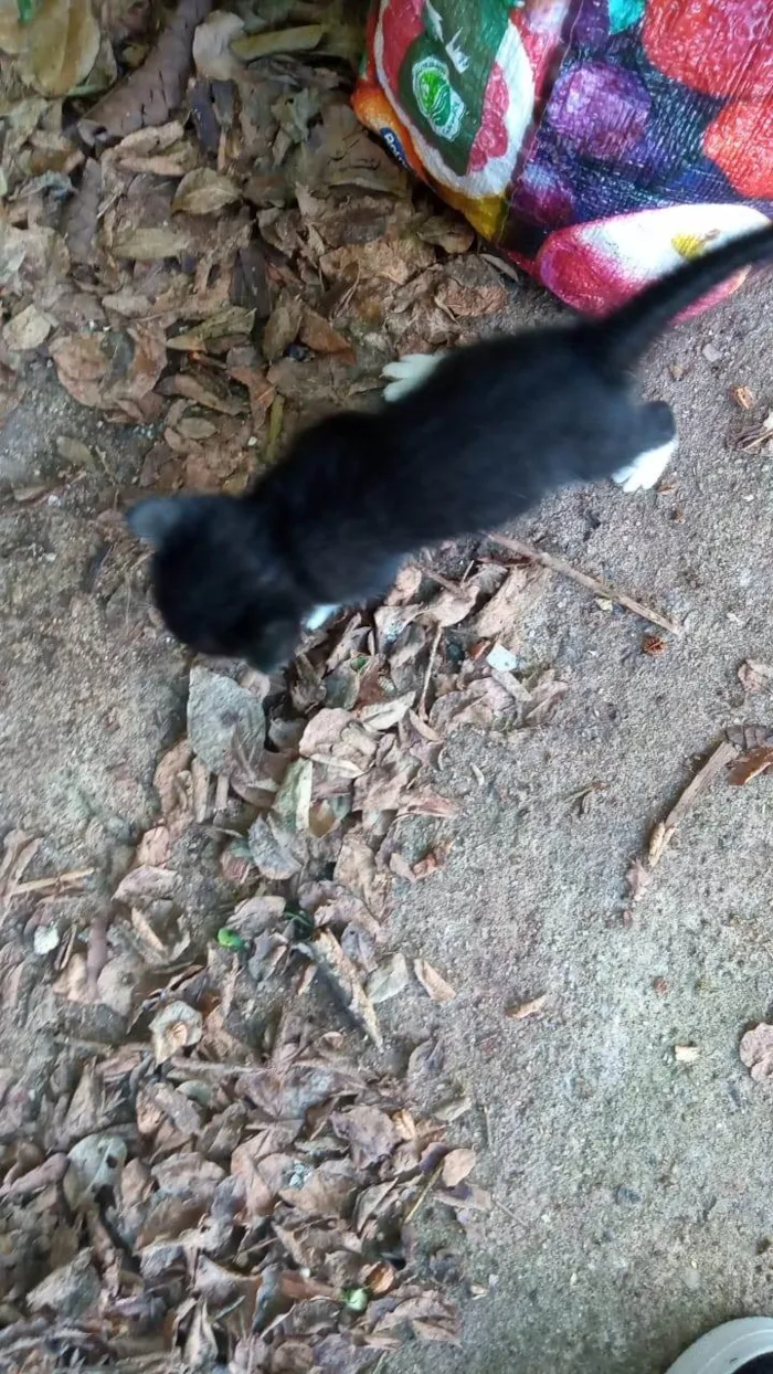 Gato raça SRD-ViraLata idade Abaixo de 2 meses nome Frajolinha