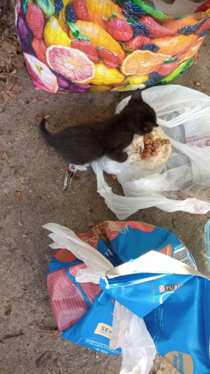Gato raça SRD-ViraLata idade Abaixo de 2 meses nome Frajolinha