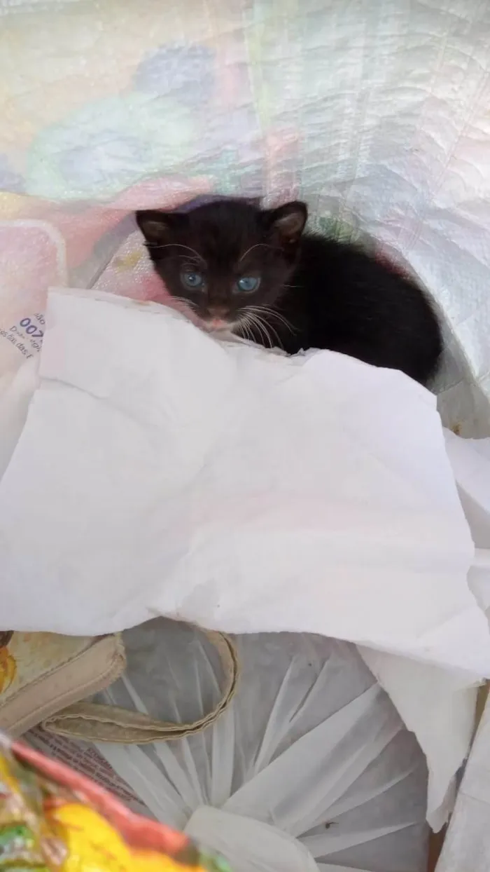 Gato raça SRD-ViraLata idade Abaixo de 2 meses nome Frajolinha