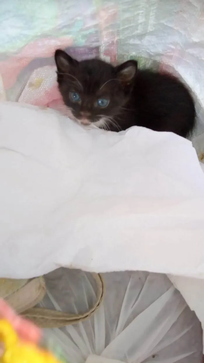 Gato raça SRD-ViraLata idade Abaixo de 2 meses nome Frajolinha