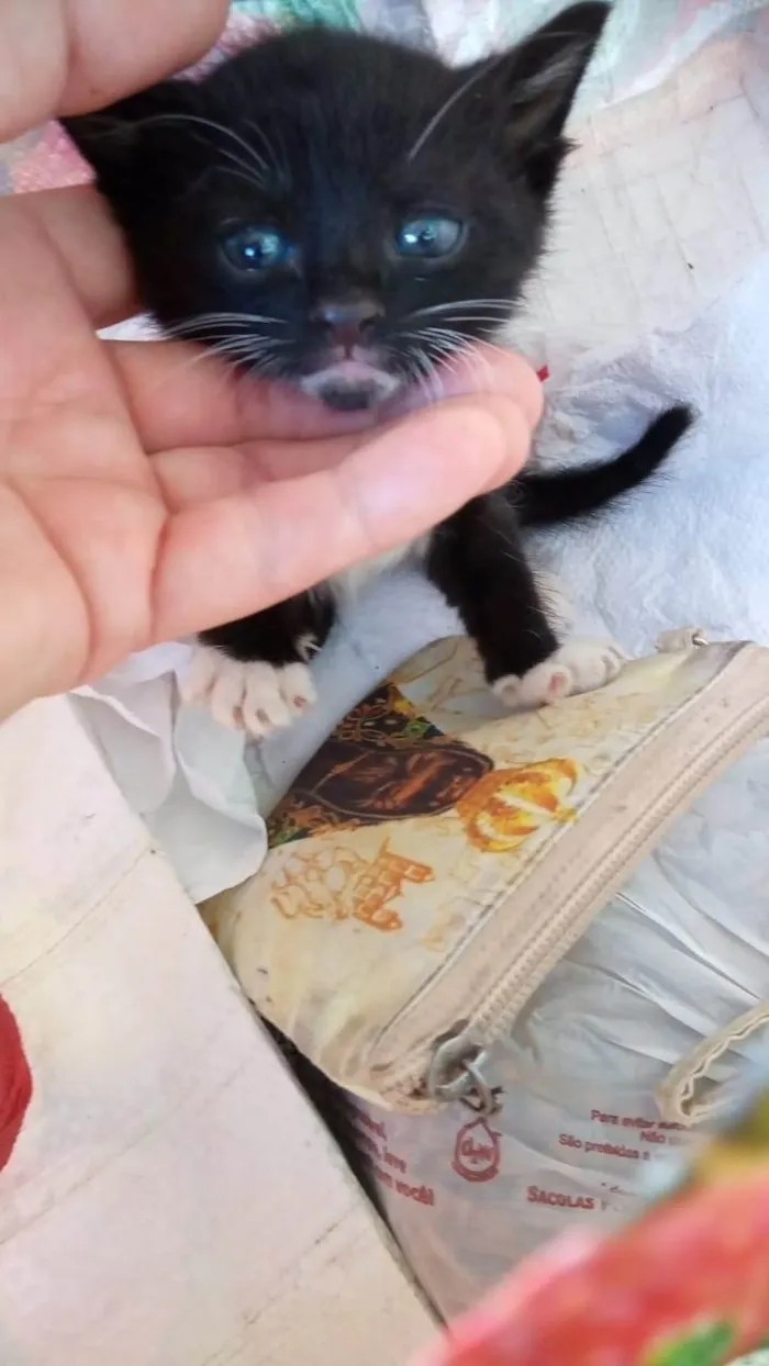 Gato raça SRD-ViraLata idade Abaixo de 2 meses nome Frajolinha