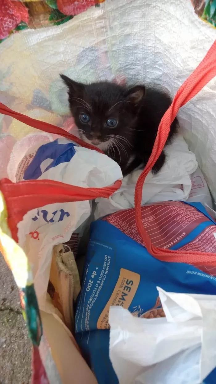 Gato raça SRD-ViraLata idade Abaixo de 2 meses nome Frajolinha