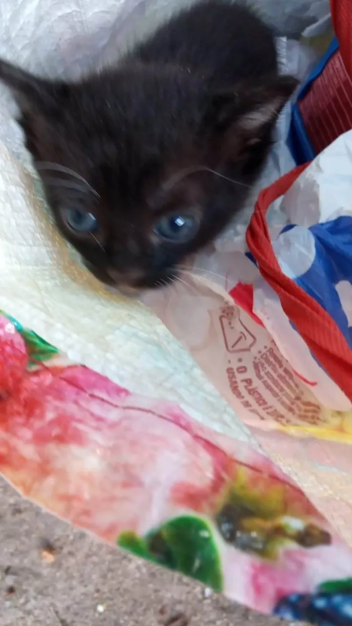 Gato raça SRD-ViraLata idade Abaixo de 2 meses nome Frajolinha