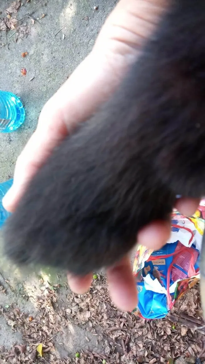 Gato raça SRD-ViraLata idade Abaixo de 2 meses nome Frajolinha