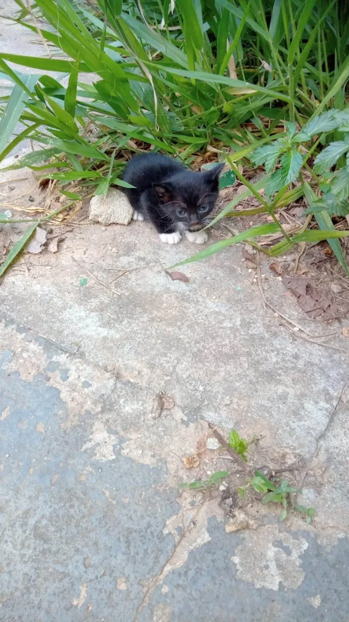 Gato raça SRD-ViraLata idade Abaixo de 2 meses nome Frajolinha