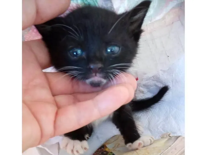 Gato raça SRD-ViraLata idade Abaixo de 2 meses nome Frajolinha