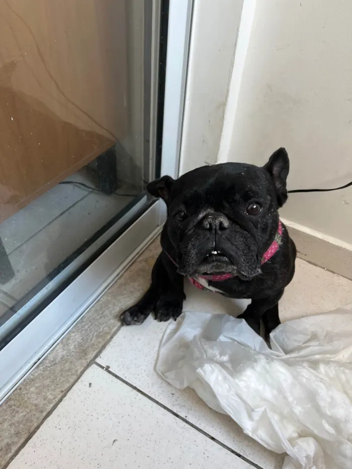 Cachorro ra a Bulldog idade 5 anos nome Maya