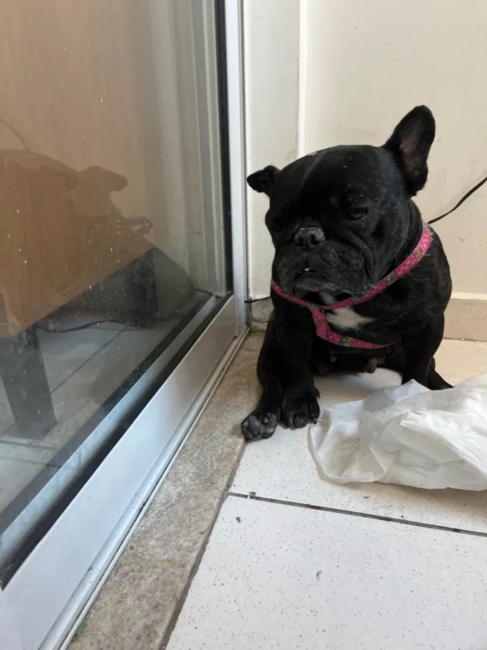 Cachorro ra a Bulldog idade 5 anos nome Maya