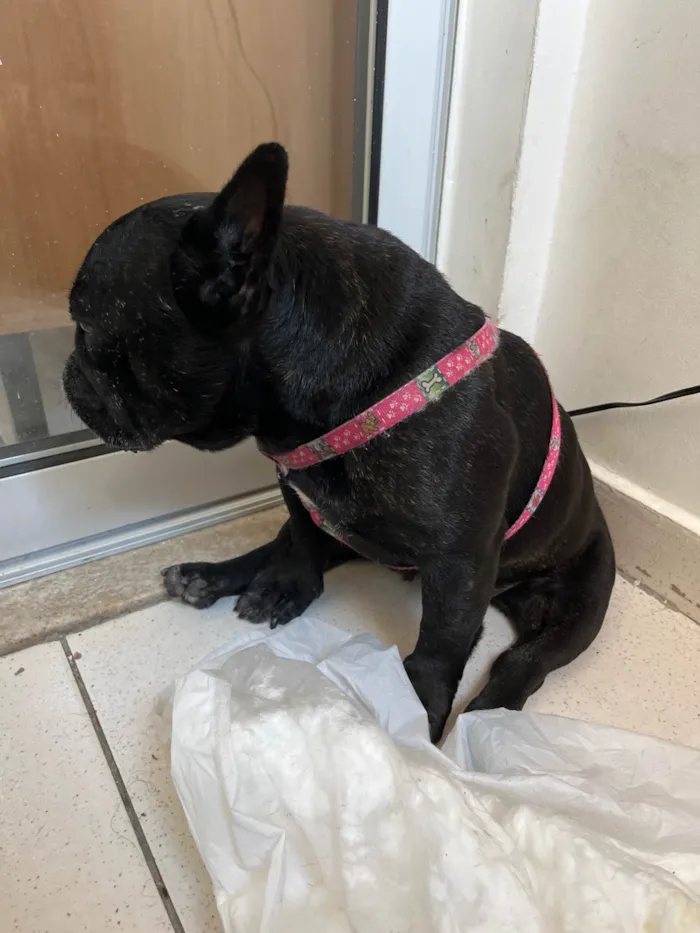 Cachorro ra a Bulldog idade 5 anos nome Maya