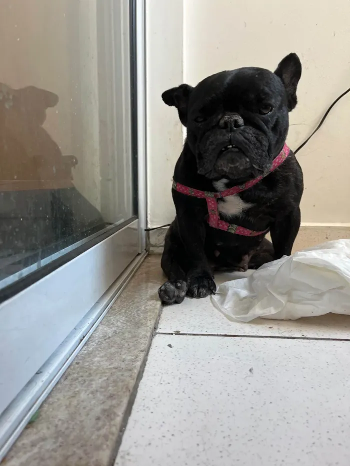 Cachorro ra a Bulldog idade 5 anos nome Maya