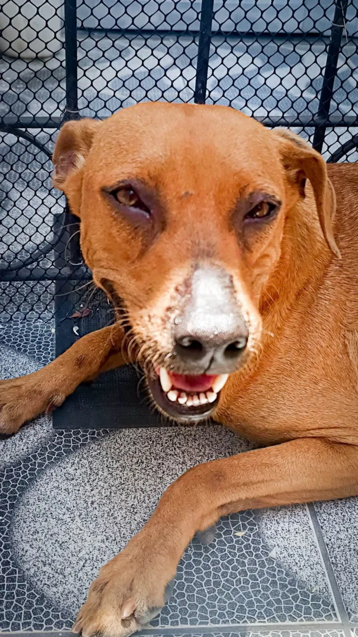 Cachorro raça SRD-ViraLata idade 2 anos nome Mel