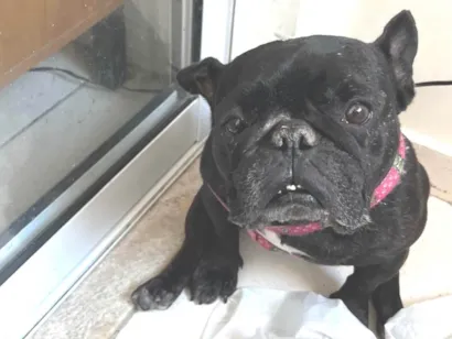 Cachorro raça Bulldog idade 5 anos nome Maya