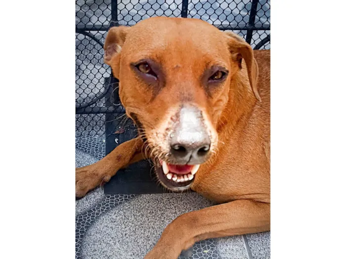 Cachorro raça SRD-ViraLata idade 2 anos nome Mel