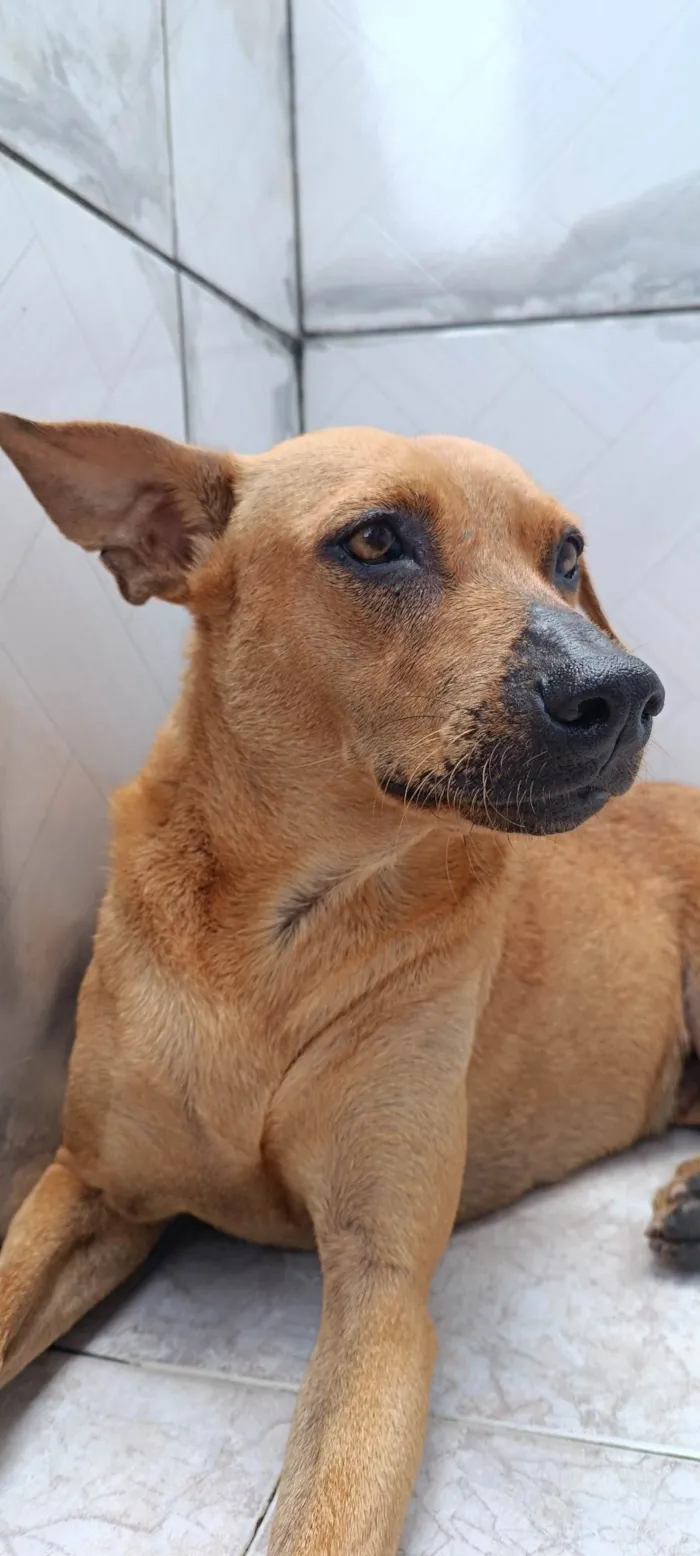 Cachorro raça SRD-ViraLata idade 2 anos nome Mel