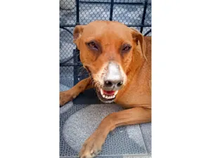 Cachorro raça SRD-ViraLata idade 2 anos nome Mel