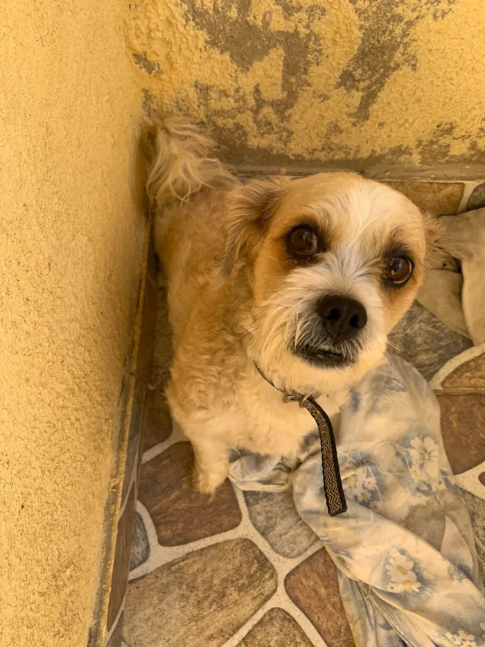 Cachorro ra a Shitzu idade 5 anos nome Francisquinho