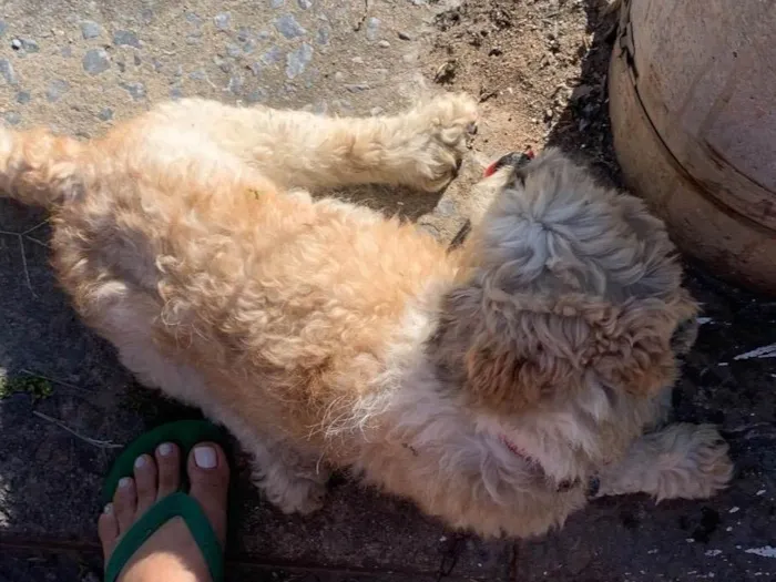 Cachorro ra a Shitzu idade 5 anos nome Francisquinho
