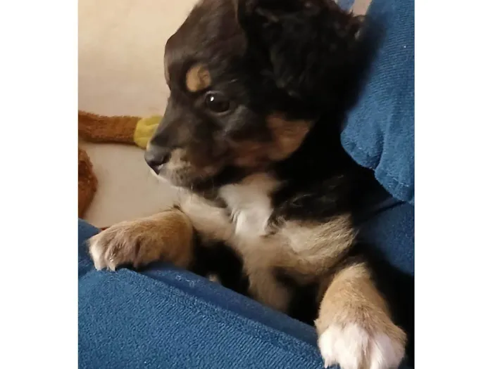 Cachorro raça SRD-ViraLata idade 2 a 6 meses nome luke