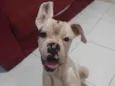 Cachorro raça Boxer idade 3 anos nome AJUDA URGENTE