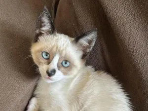 Gato raça Siamês idade 2 a 6 meses nome Mia 
