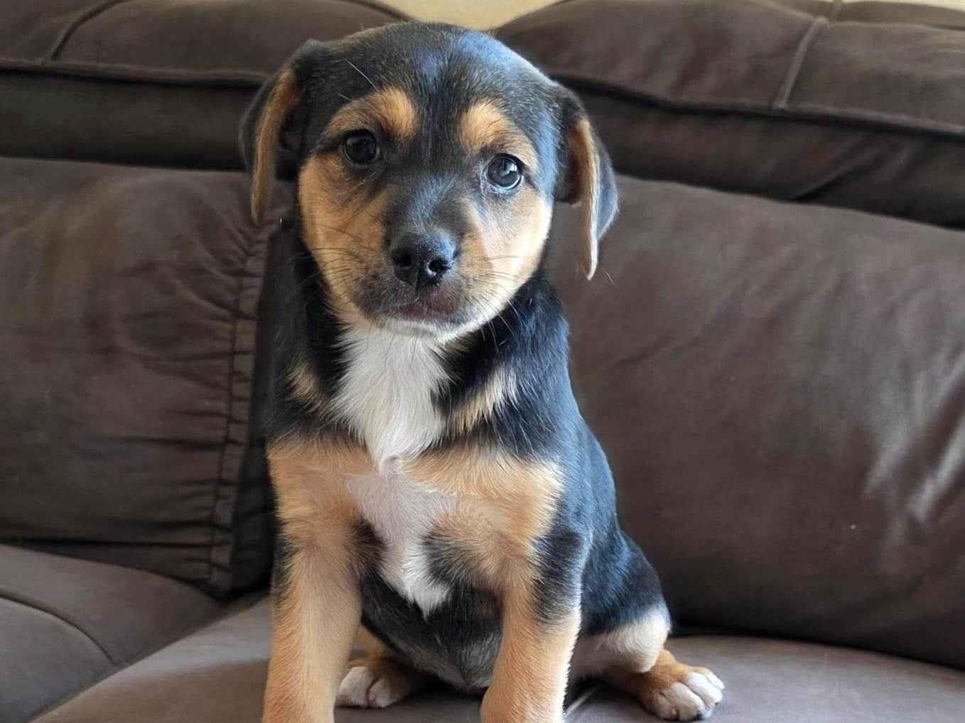 Cachorro raça SRD-ViraLata idade Abaixo de 2 meses nome Filhote 