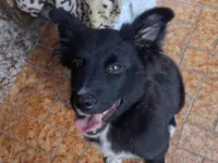 Cachorro raça SRD-ViraLata idade 2 a 6 meses nome Pimpão 