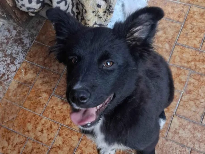 Cachorro ra a SRD-ViraLata idade 2 a 6 meses nome Pimpão 